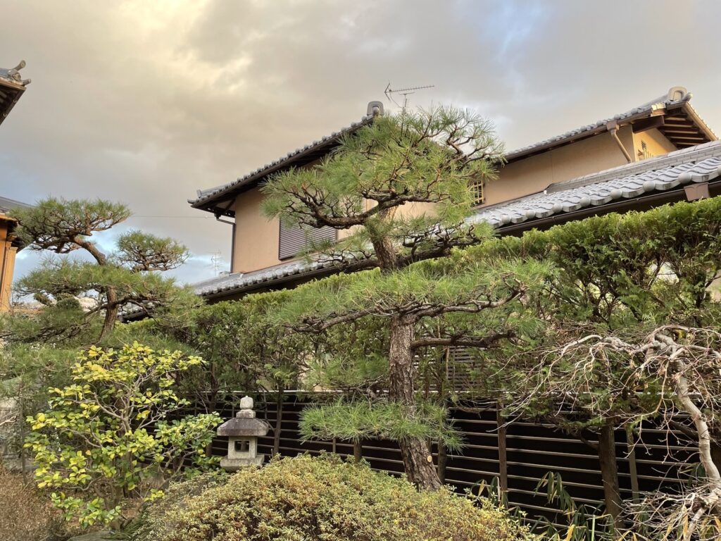 2024.6.24 京都府八幡市　松の木の剪定、生垣の刈り込み等